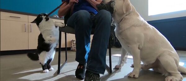 Кот по кличке Собака Кот по кличке Собака - Sputnik Армения