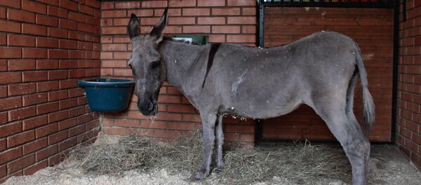 Ослица - Sputnik Армения