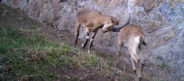 Хосровский заповедник - красота армянской природы Хосровский заповедник - красота армянской природы - Sputnik Армения
