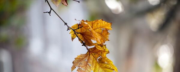 Кленовый лист - Sputnik Армения