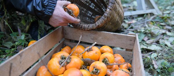 Хурма (архивное фото) Хурма (архивное фото) - Sputnik Армения