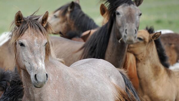 Табун лошадей. Архивное фото - Sputnik Армения