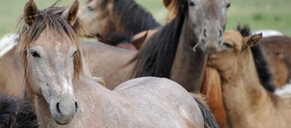 Табун лошадей. Архивное фото Табун лошадей. Архивное фото - Sputnik Армения
