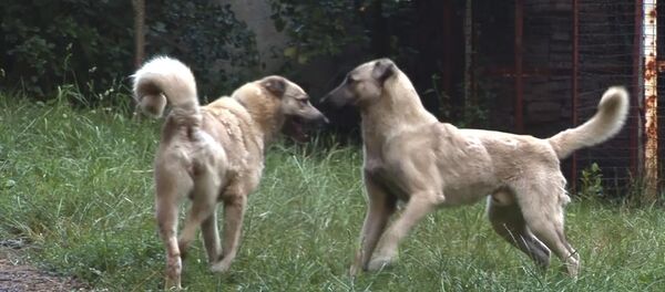 Նախաքրիստոնեական Հայաստանում երկվորյակ շների պաշտամունք է եղել Նախաքրիստոնեական Հայաստանում երկվորյակ շների պաշտամունք է եղել - Sputnik Արմենիա