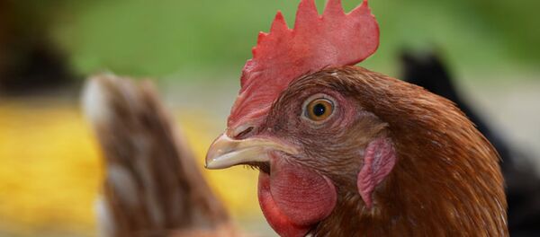 Петух - Sputnik Արմենիա