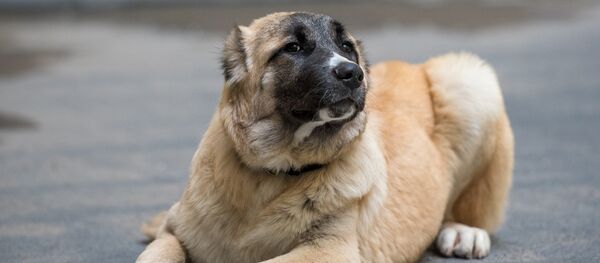 Собака армянский гампр - Sputnik Армения