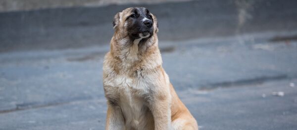 Собака армянский гампр Собака армянский гампр - Sputnik Армения