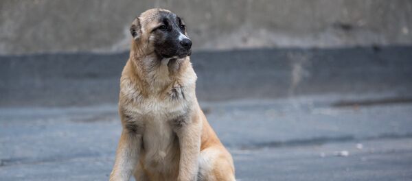 Собака армянский гампр Собака армянский гампр - Sputnik Արմենիա